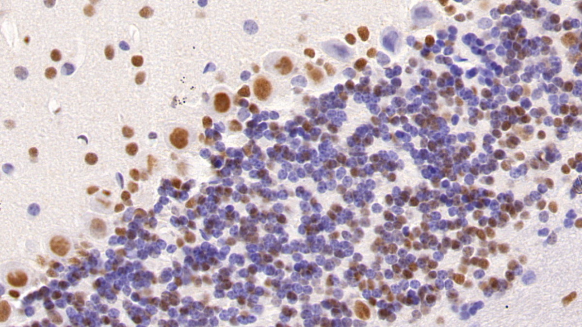 Monoclonal Antibody to Histone Deacetylase 1 (HDAC1)