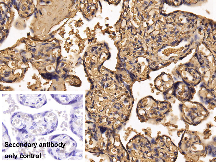 Monoclonal Antibody to Histone Deacetylase 1 (HDAC1)