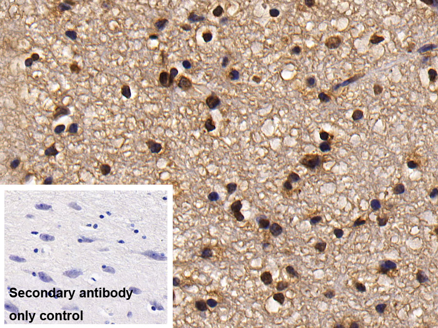 Monoclonal Antibody to Histone Deacetylase 1 (HDAC1)