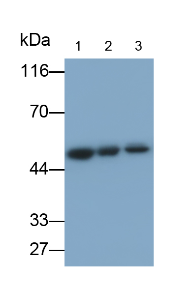 Monoclonal Antibody to Bleomycin Hydrolase (BLMH)