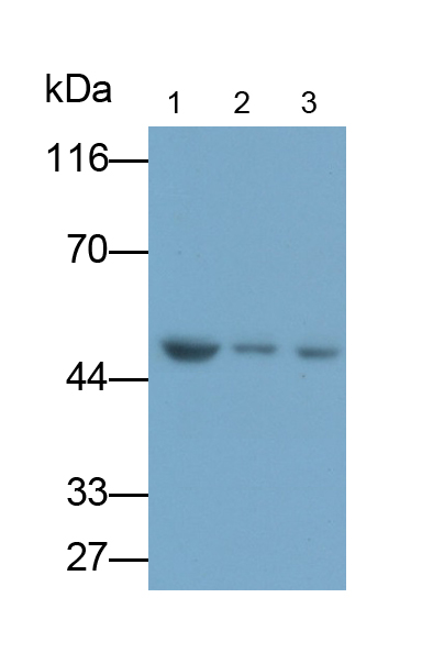 Monoclonal Antibody to Bleomycin Hydrolase (BLMH)