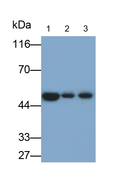 Monoclonal Antibody to Bleomycin Hydrolase (BLMH)