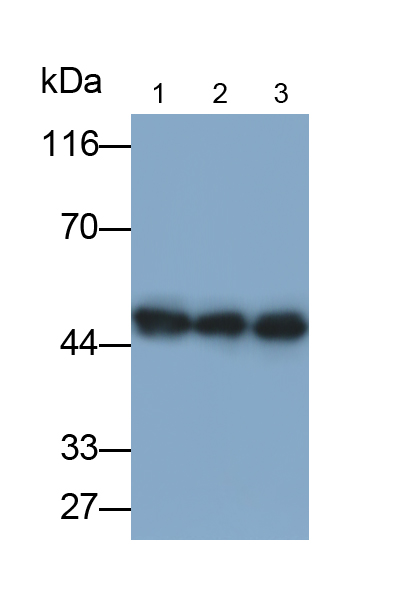 Monoclonal Antibody to Bleomycin Hydrolase (BLMH)