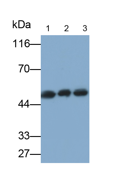 Monoclonal Antibody to Bleomycin Hydrolase (BLMH)