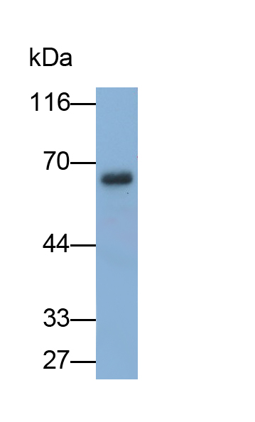 Monoclonal Antibody to Occludin (OCLN)