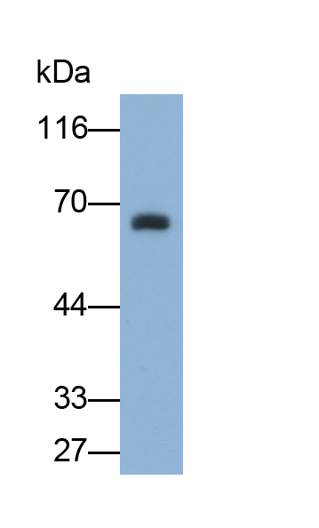 Monoclonal Antibody to Occludin (OCLN)