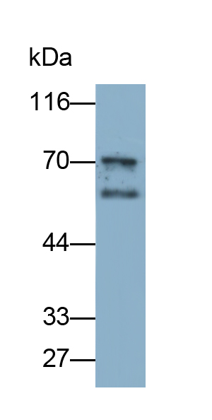 Monoclonal Antibody to Protein Kinase B Alpha (PKBa)