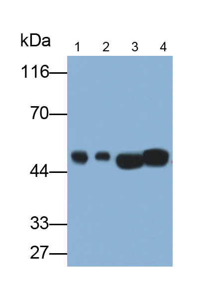 Monoclonal Antibody to 2',3'-Cyclic Nucleotide 3'-Phosphodiesterase (CNP)