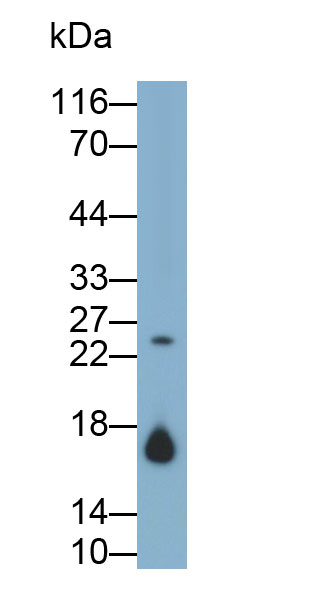 Monoclonal Antibody to Anterior Gradient 2 (AGR2)