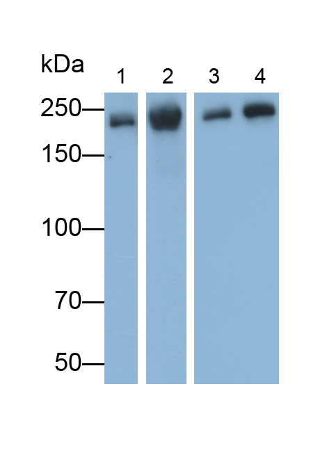 Monoclonal Antibody to Nuclear Mitotic Apparatus Protein 1 (NUMA1)