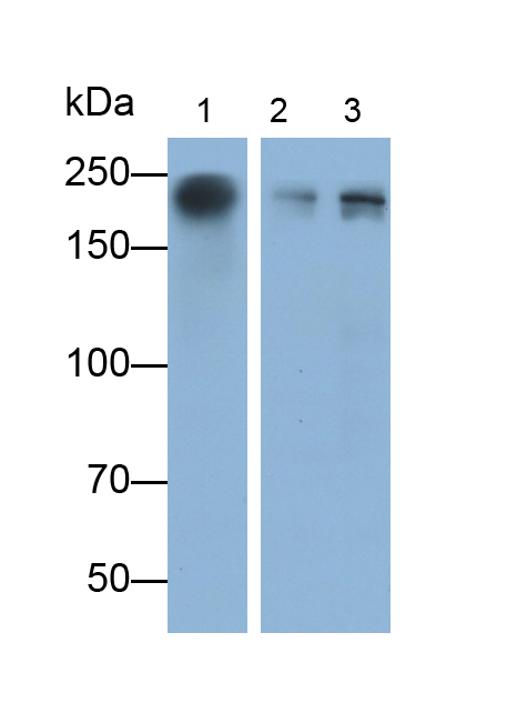Monoclonal Antibody to Nuclear Mitotic Apparatus Protein 1 (NUMA1)