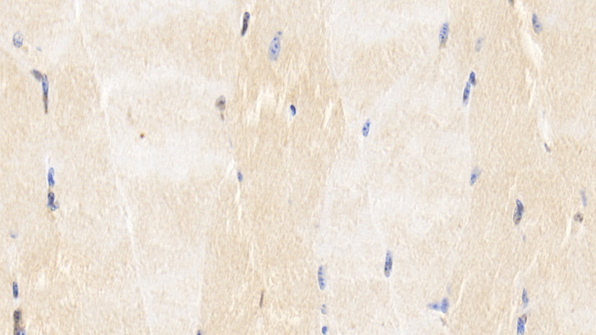 Monoclonal Antibody to Caspase 6 (CASP6)