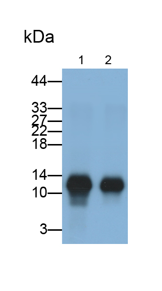 Monoclonal Antibody to Charcot Leyden Crystal Protein (CLC)