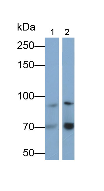 Monoclonal Antibody to Dentin Sialophosphoprotein (DSPP)