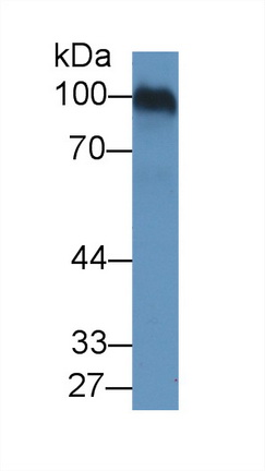 Monoclonal Antibody to Fibulin 1 (FBLN1)