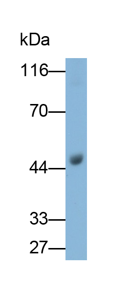 Monoclonal Antibody to Fibrinogen Gamma (FGg)