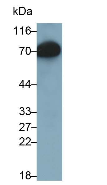 Monoclonal Antibody to Histidine Rich Glycoprotein (HRG)