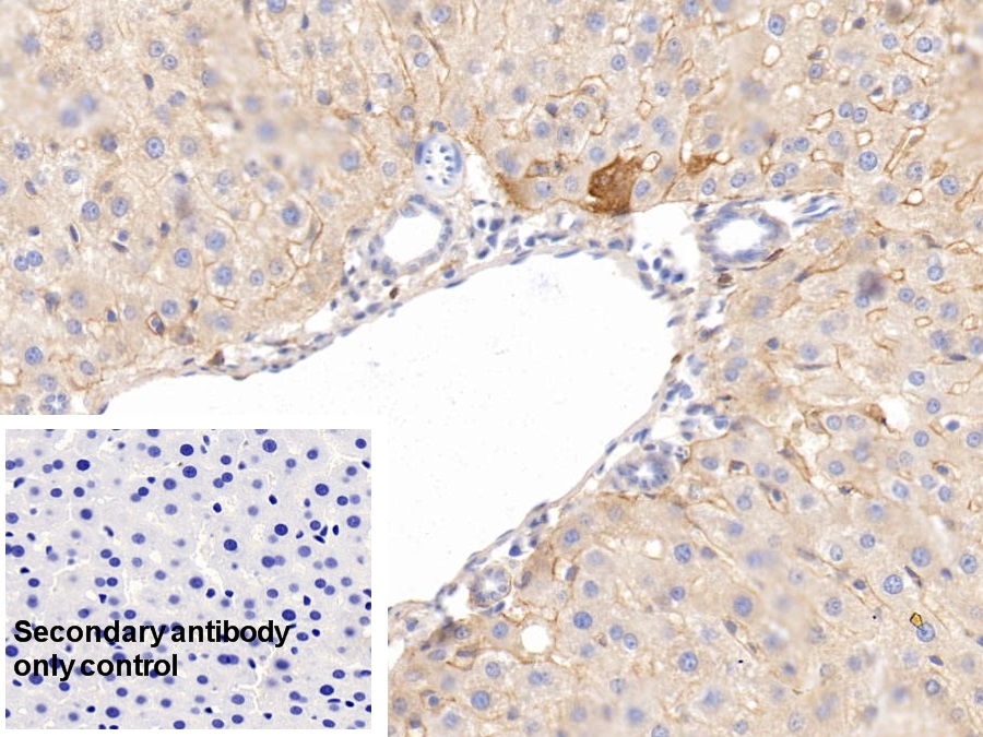 Monoclonal Antibody to Histidine Rich Glycoprotein (HRG)