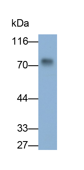 Monoclonal Antibody to Virus Induced Signaling Adapter (VISA)