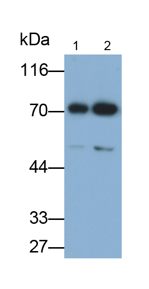 Monoclonal Antibody to Virus Induced Signaling Adapter (VISA)