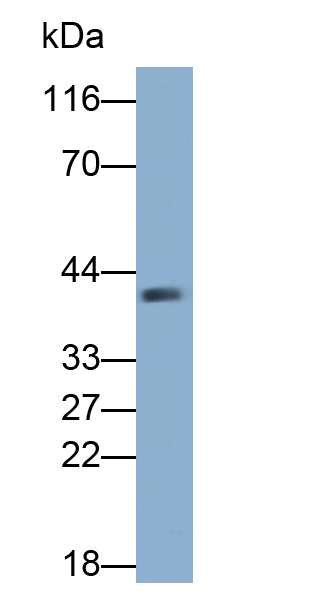 Monoclonal Antibody to Secreted Frizzled Related Protein 5 (SFRP5)