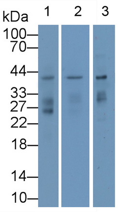 Monoclonal Antibody to Renalase (RNLS)