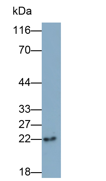 Monoclonal Antibody to Crystallin Alpha B (CRYaB)