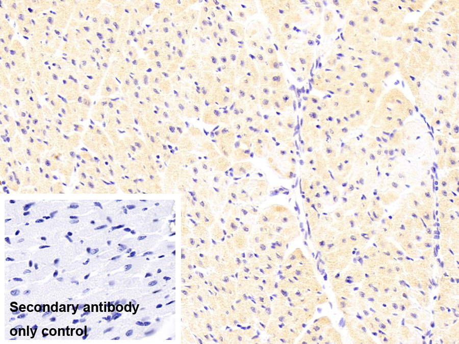 Monoclonal Antibody to Myosin Binding Protein C, Cardiac (MYBPC3)