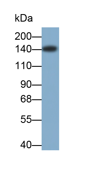 Monoclonal Antibody to Myosin Binding Protein C, Cardiac (MYBPC3)