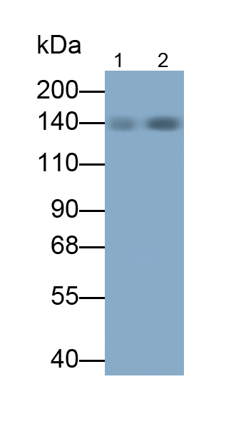 Monoclonal Antibody to Myosin Binding Protein C, Cardiac (MYBPC3)