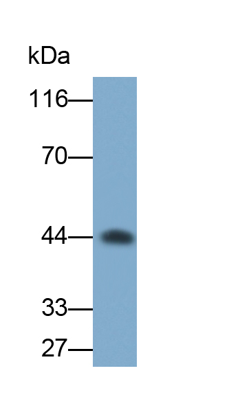 Monoclonal Antibody to Carbonic Anhydrase XII (CA12)