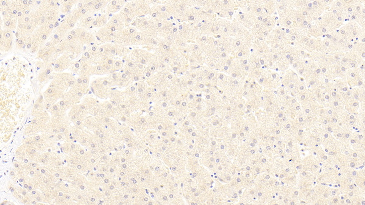 Monoclonal Antibody to Low Density Lipoprotein Receptor Related Protein 6 (LRP6)