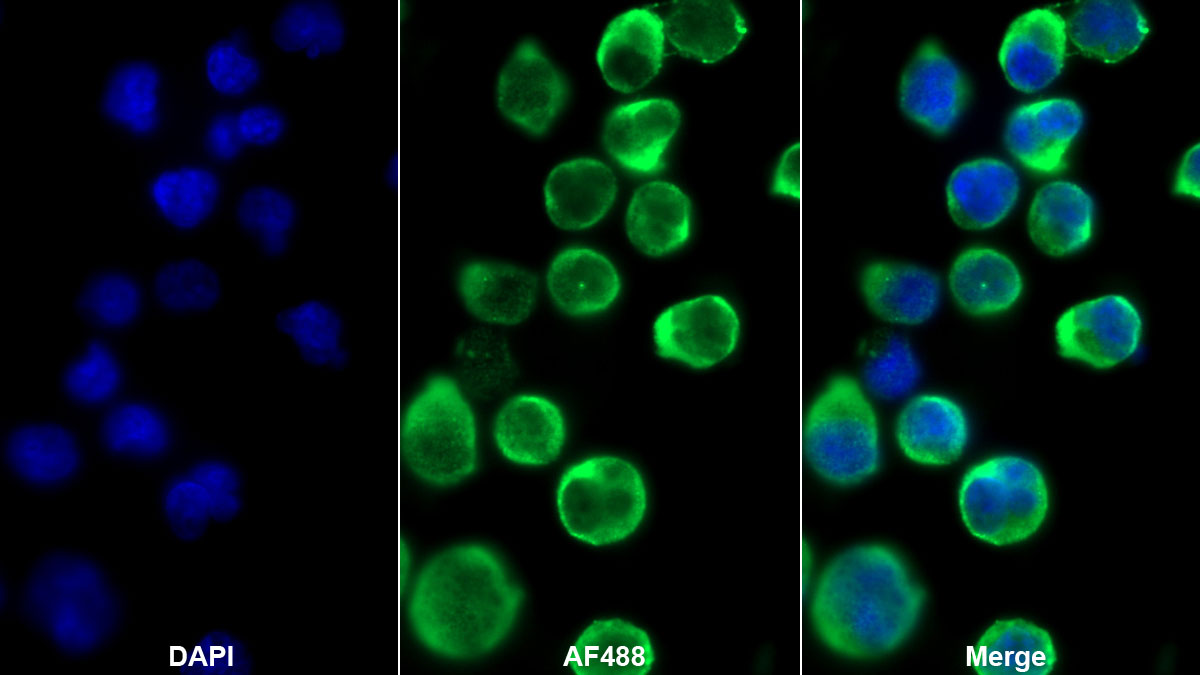 Monoclonal Antibody to T-Cell Surface Glycoprotein CD3 Epsilon (CD3e)