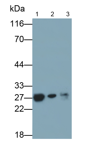 Monoclonal Antibody to Myosin Light Chain 3, Alkali, Ventricular, Slow Skeletal (MYL3)