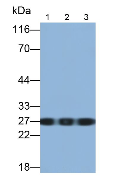 Monoclonal Antibody to Myosin Light Chain 3, Alkali, Ventricular, Slow Skeletal (MYL3)