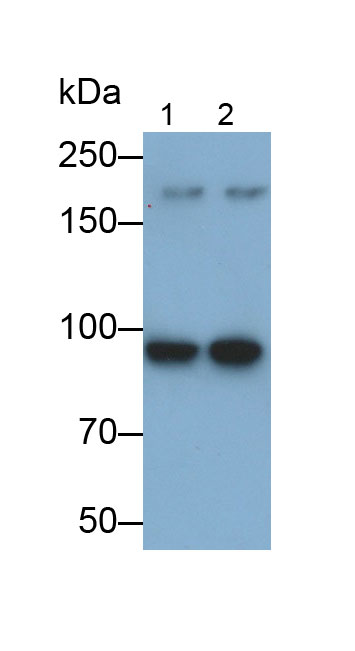 Monoclonal Antibody to Aryl Hydrocarbon Receptor Nuclear Translocator (ARNT)