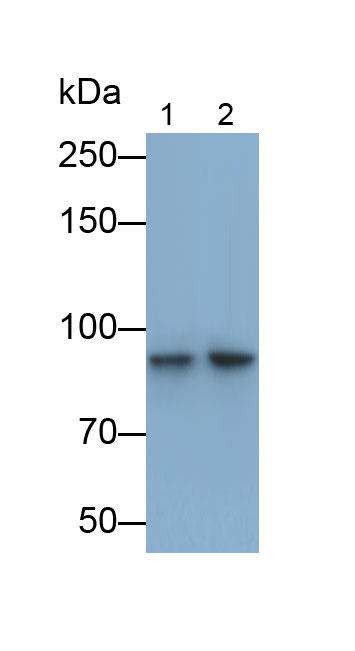 Monoclonal Antibody to Aryl Hydrocarbon Receptor Nuclear Translocator (ARNT)