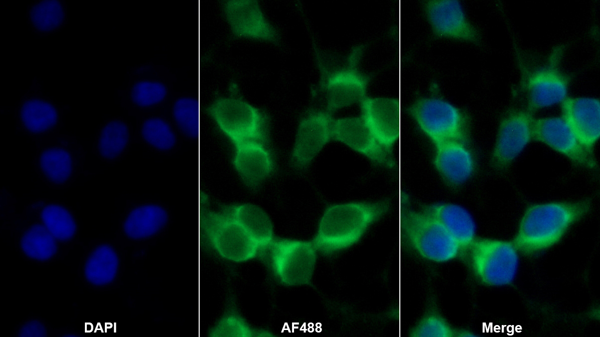 Monoclonal Antibody to Relaxin 3 (RLN3)