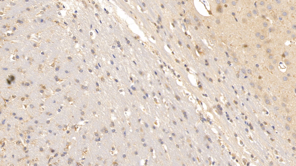 Monoclonal Antibody to Relaxin 3 (RLN3)