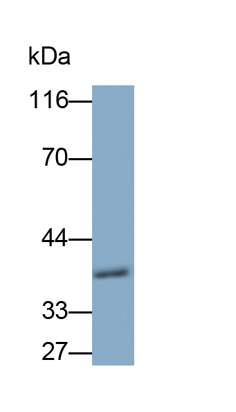 Monoclonal Antibody to Ephrin A3 (EFNA3)