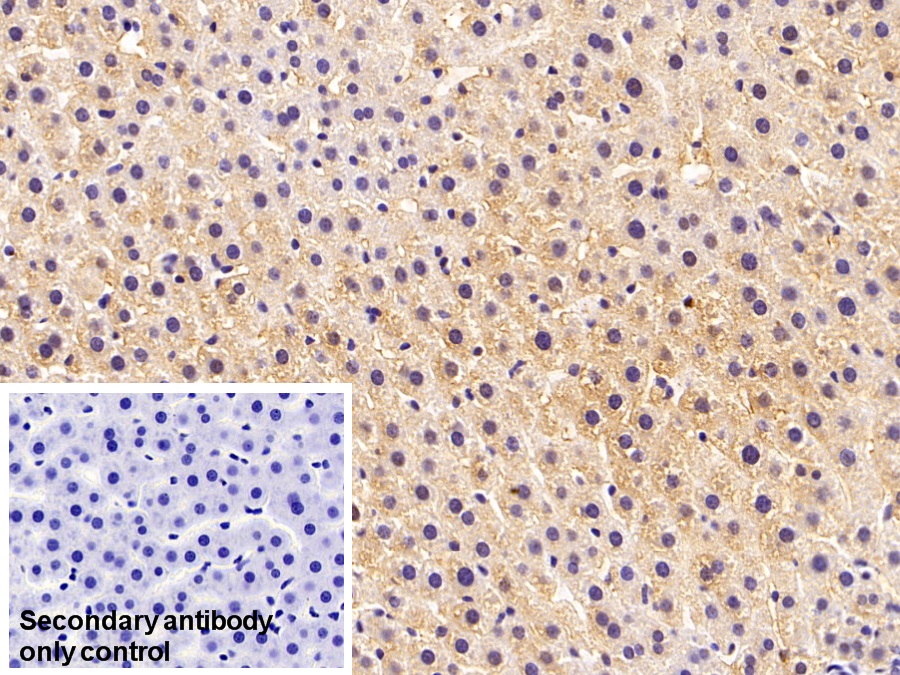 Monoclonal Antibody to Farnesyl Diphosphate Synthase (FDPS)