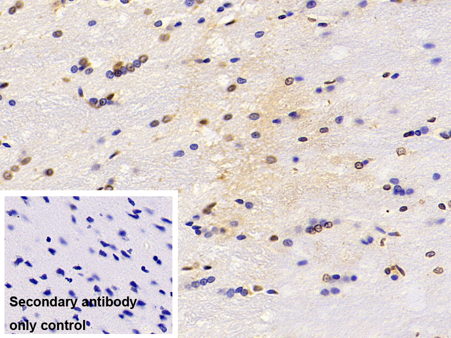 Monoclonal Antibody to Peptidyl Prolyl Cis/Trans Isomerase NIMA Interacting Protein 1 (PIN1)
