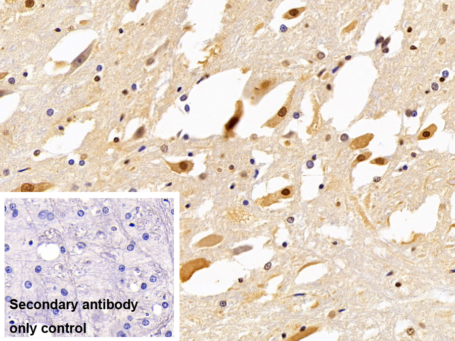 Monoclonal Antibody to Peptidyl Prolyl Cis/Trans Isomerase NIMA Interacting Protein 1 (PIN1)