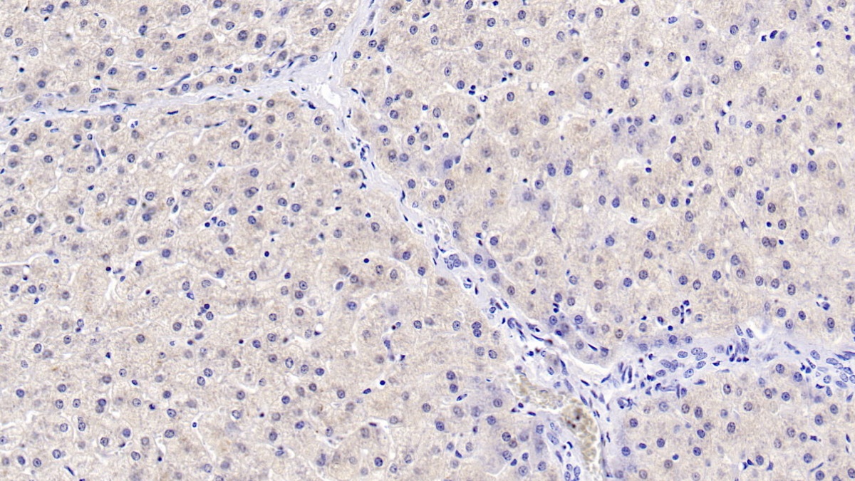 Monoclonal Antibody to 4-Hydroxyphenylpyruvate Dioxygenase (HPD)