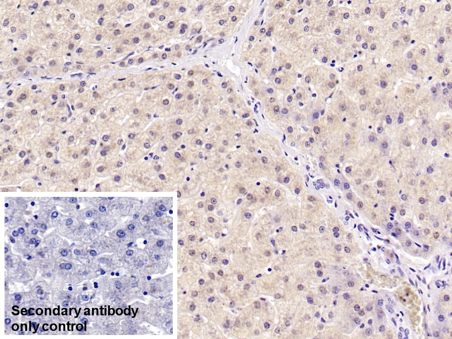 Monoclonal Antibody to 4-Hydroxyphenylpyruvate Dioxygenase (HPD)