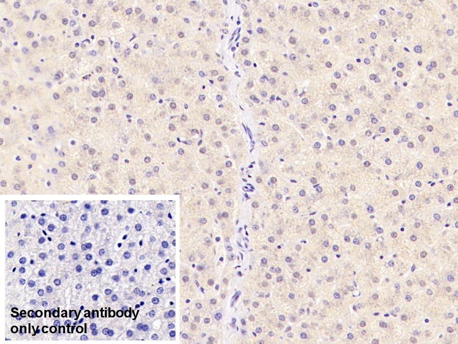 Monoclonal Antibody to Tryptophan-2,3-dioxygenase (TDO)