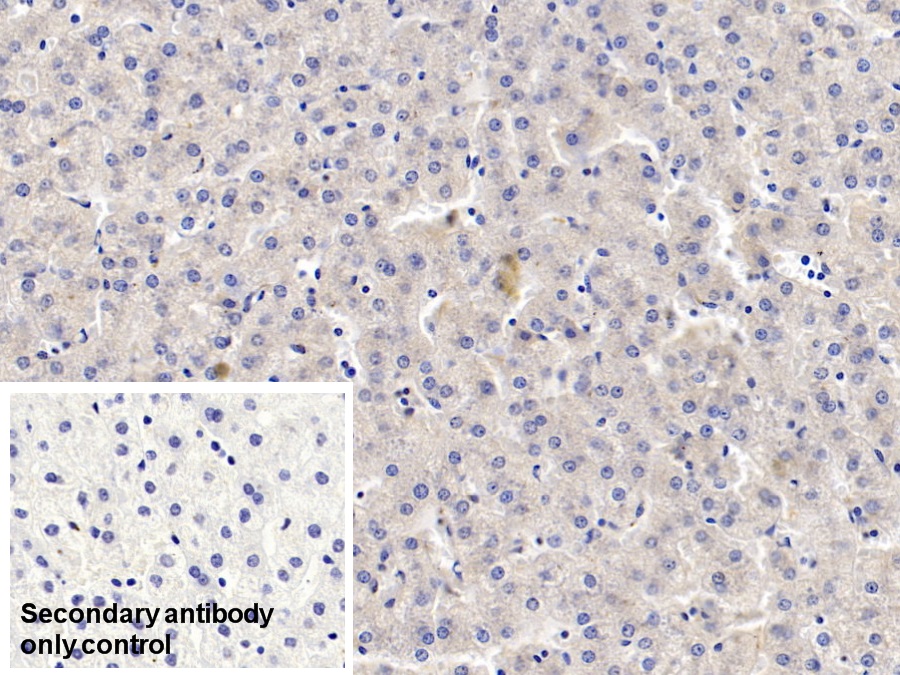 Monoclonal Antibody to Tryptophan-2,3-dioxygenase (TDO)