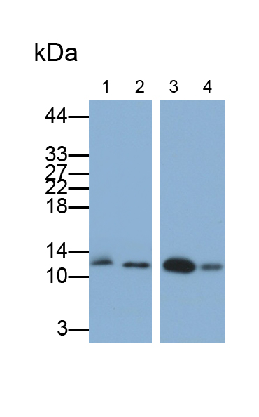 Monoclonal Antibody to FK506 Binding Protein 1A (FKBP1A)