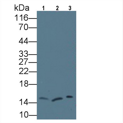 Monoclonal Antibody to Regenerating Islet Derived Protein 3 Gamma (REG3g)