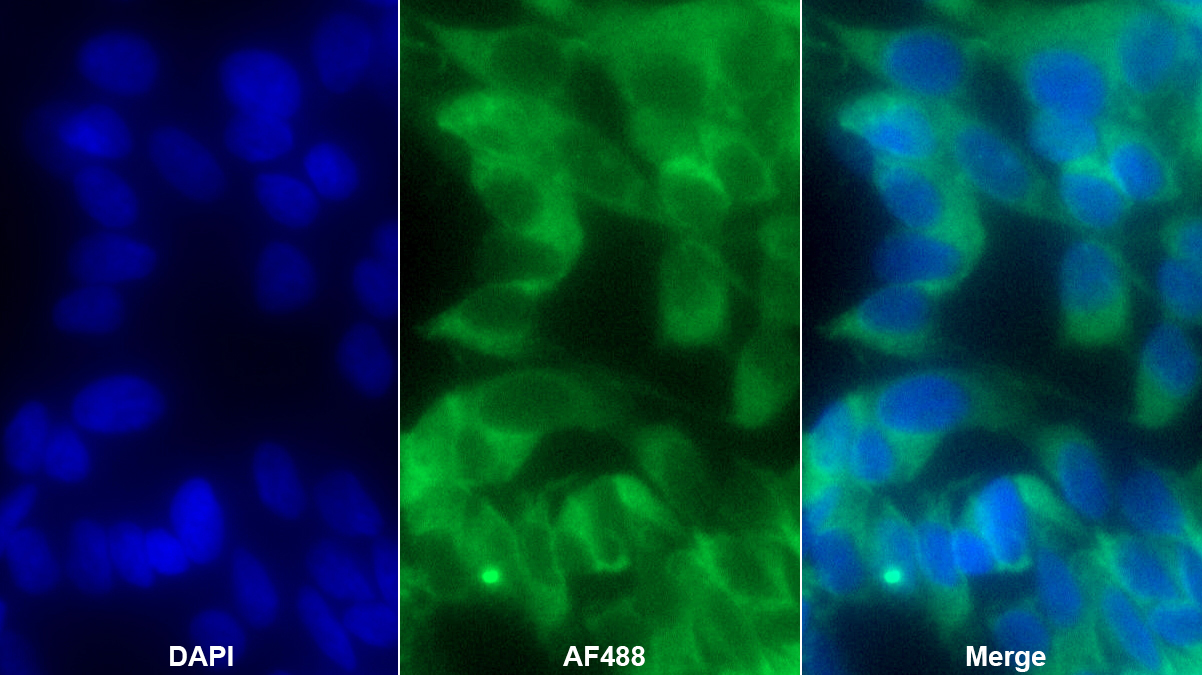 Monoclonal Antibody to FK506 Binding Protein 8 (FKBP8)